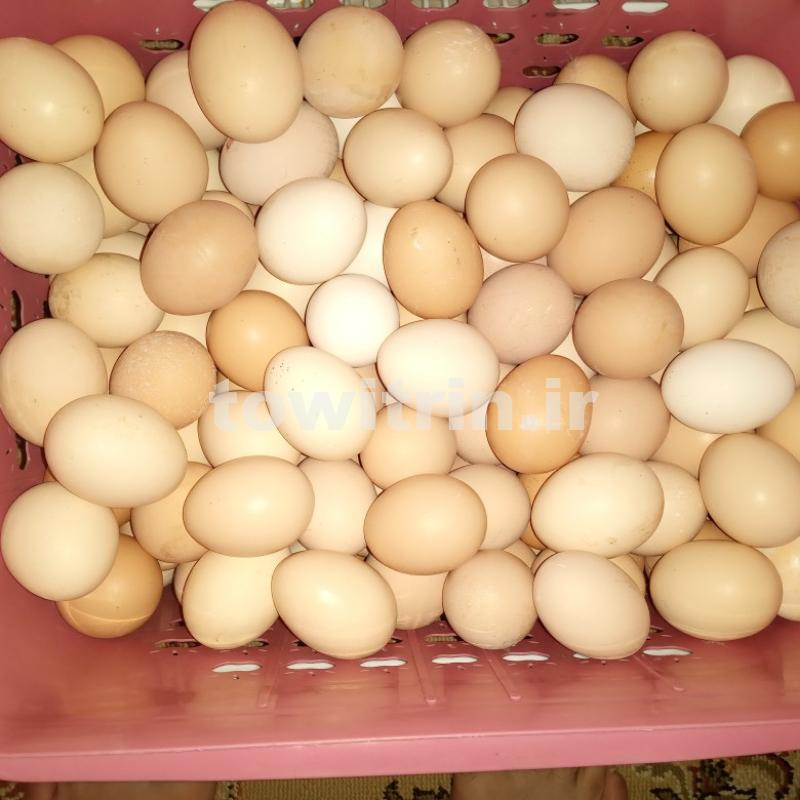 فروش تخم مرغ طبیعی عمده وخرده